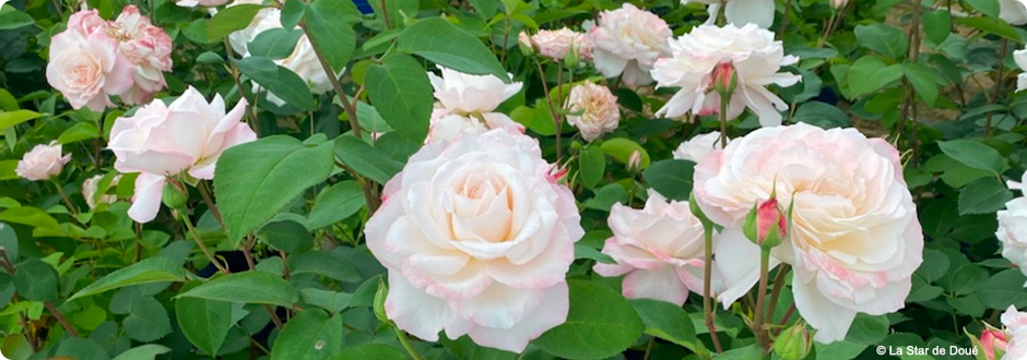 Communiqué de presse : Pasteur 2022 : Baptême de la Rose "Louis Pasteur", créée en l’honneur du savant, à Arbois